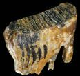 Fossil Woolly Mammoth Lower M Molar - North Sea Deposits #149823-1